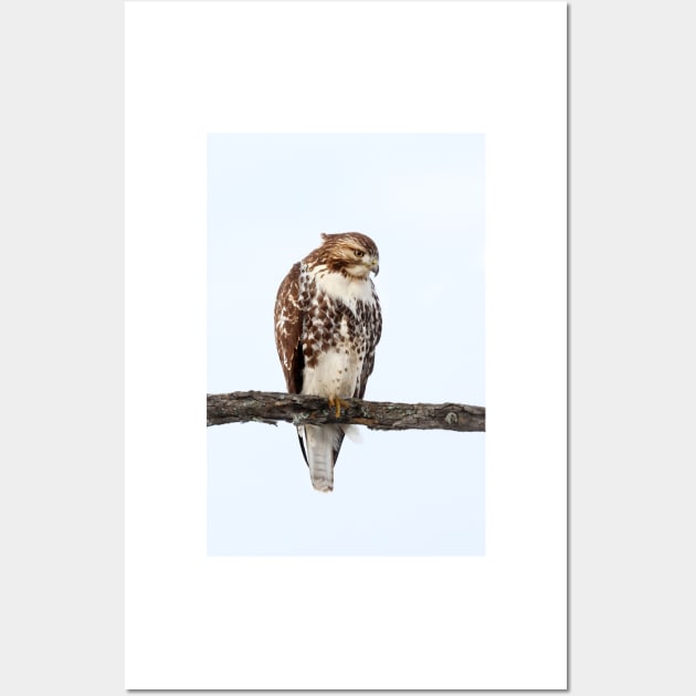 Red-tailed Hawk - Perched Wall Art by Jim Cumming